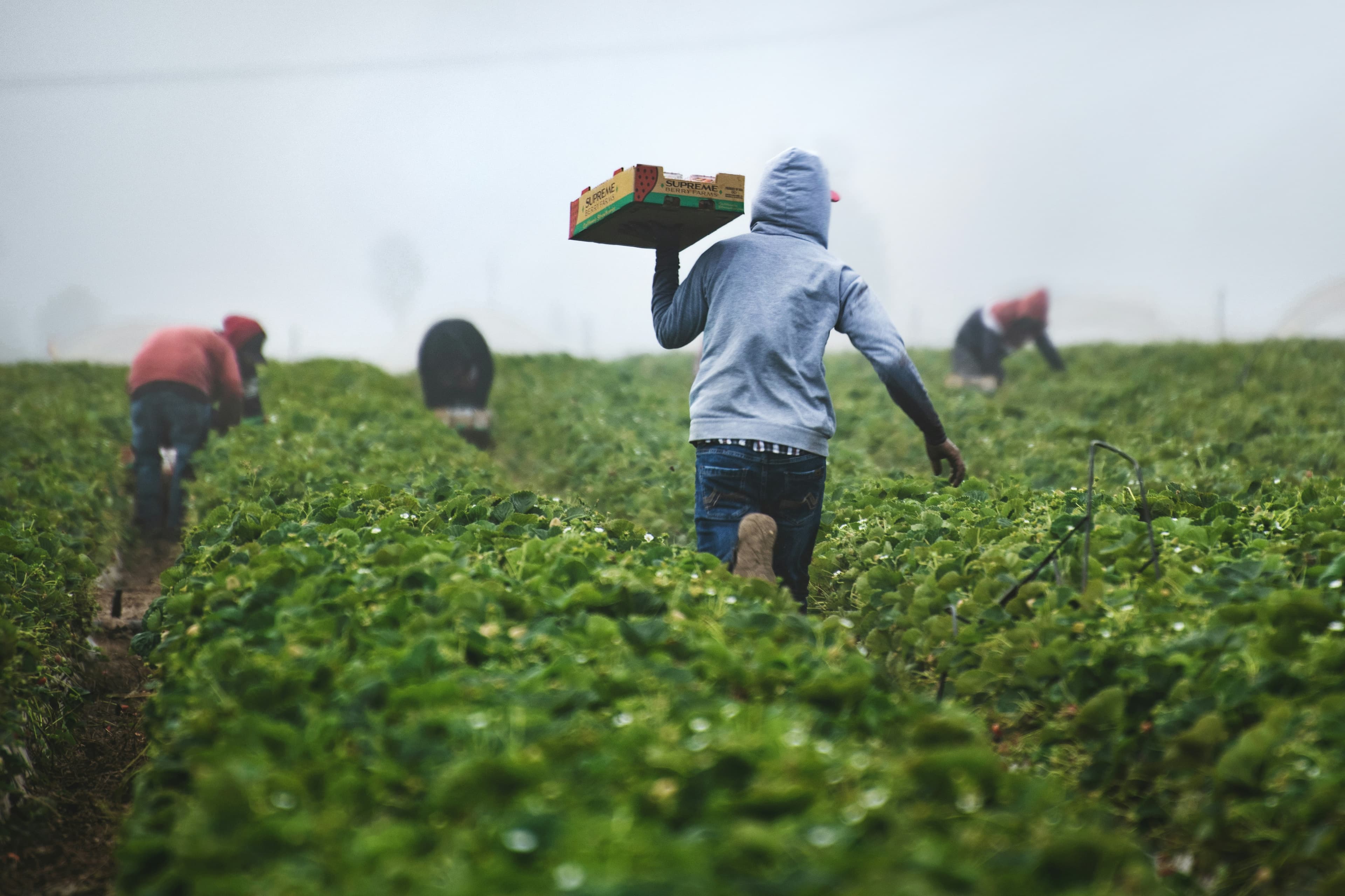 farmers image