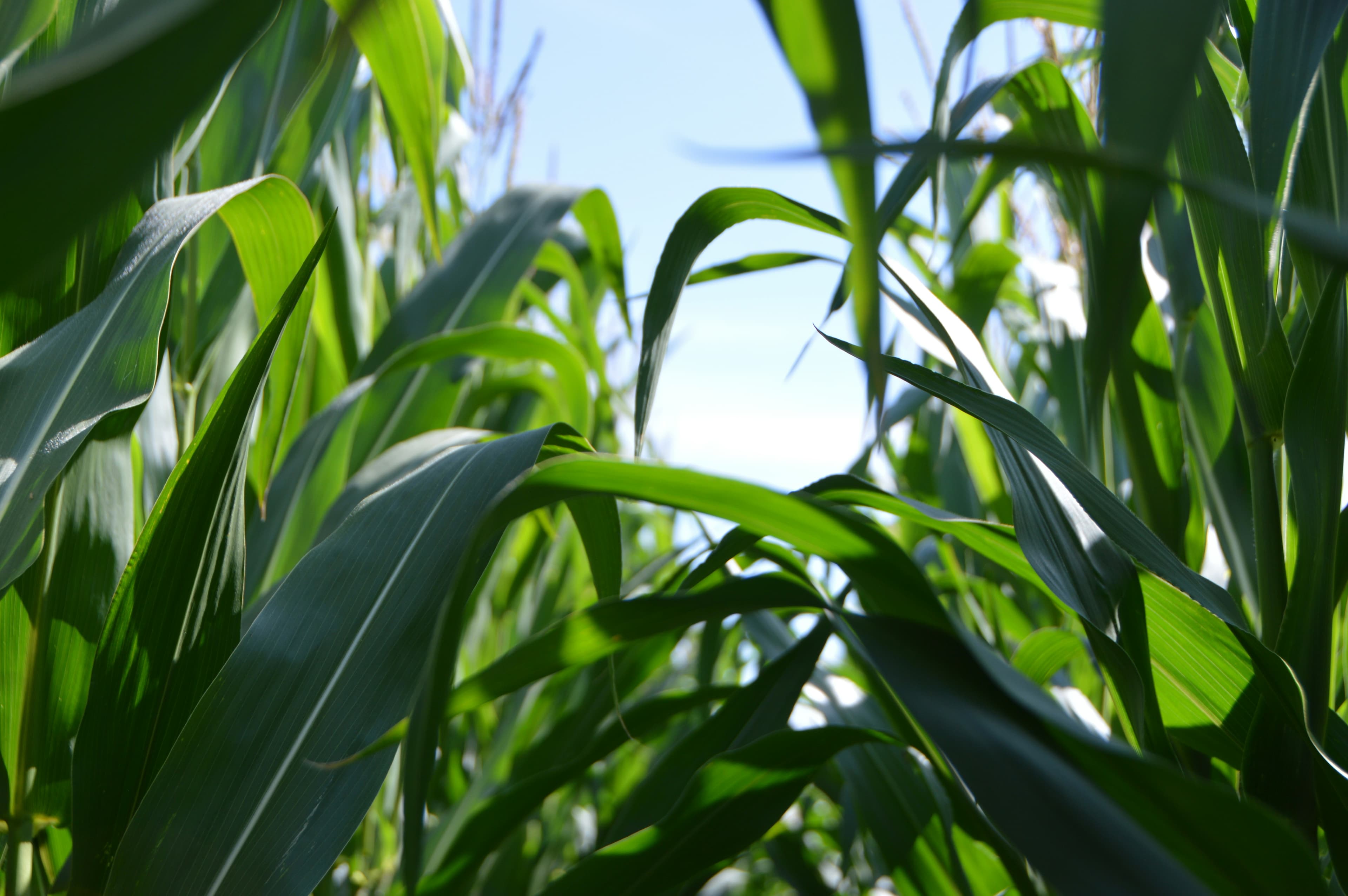 green corn plant image