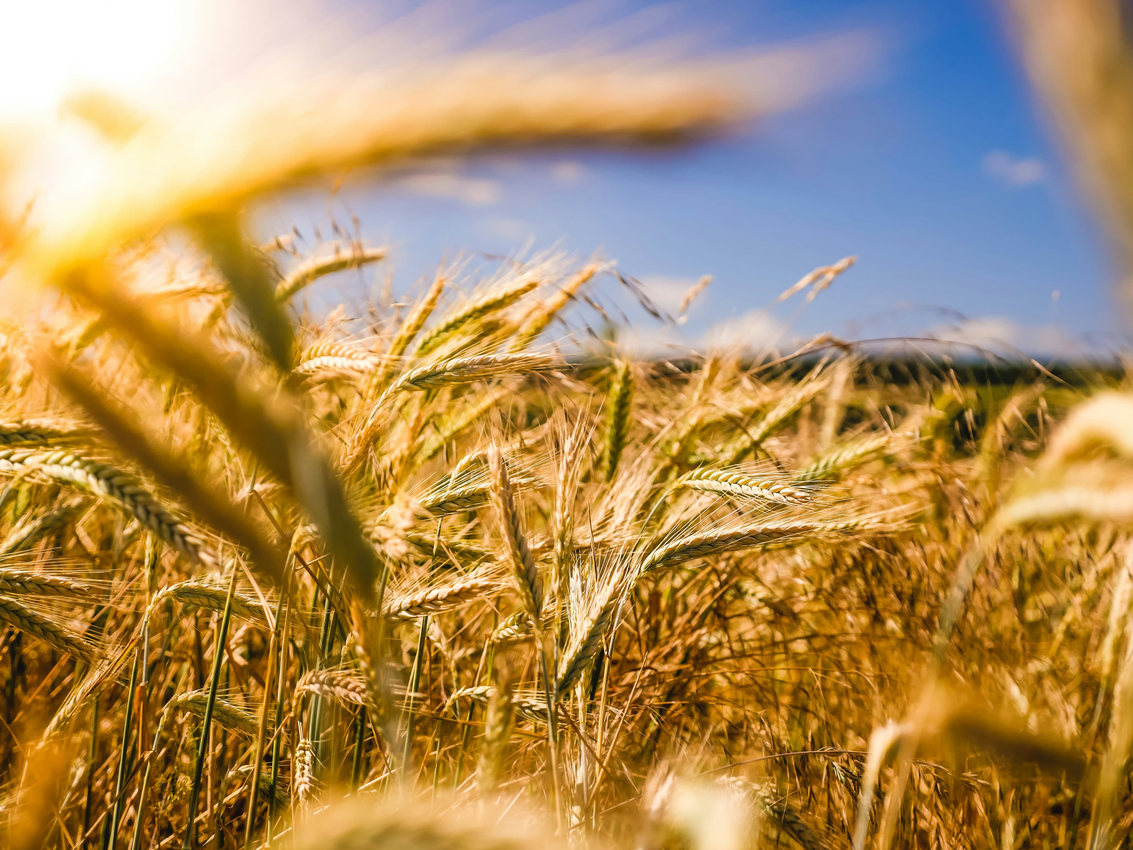 wheat image